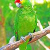 Red Browed Parrot paint by numbers