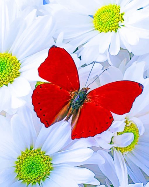 Red Butterfly On White Daisies paint by numbers