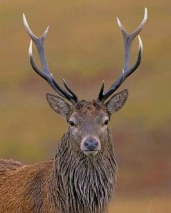 Red Deer paint by numbers