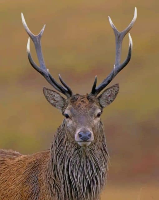 Red Deer paint by numbers