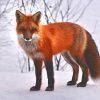 Red Fox In Snow paint by number