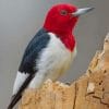 Red Headed Woodpecker Indiana paint by numbers