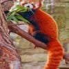 Red Panda On Tree paint by numbers