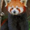 Red Panda paint by numbers