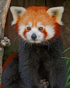 Red Panda paint by numbers