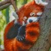 Red Panda Sleeping paint by numbers