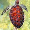 Sea Turtle Shell paint by numbers