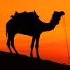 Silhouette Of Camel paint by numbers