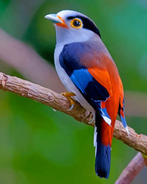 Silver Breasted Broadbill paint by numbers