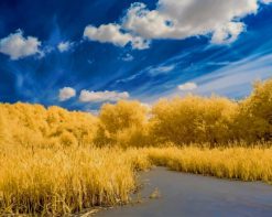 Golden Fields With Puffy Clouds paint by number