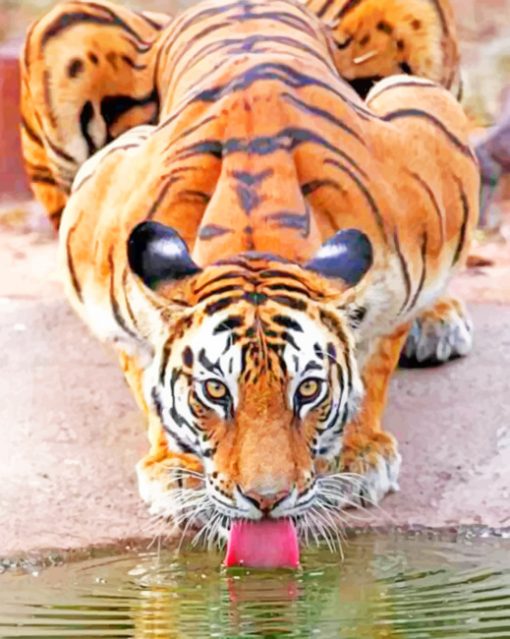 Tiger Drinking Water paint by numbers