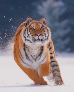 Tiger Running In The Snow paint by numbers