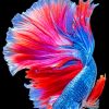 Tropical Betta Fish paint by numbers