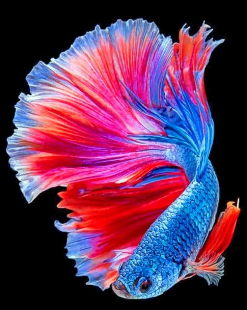 Tropical Betta Fish paint by numbers