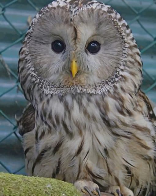 Ural owl paint by numbers