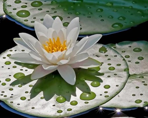 Water Lily With Rain Drops paint by number