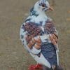 White And Gray Pigeon paint by numbers