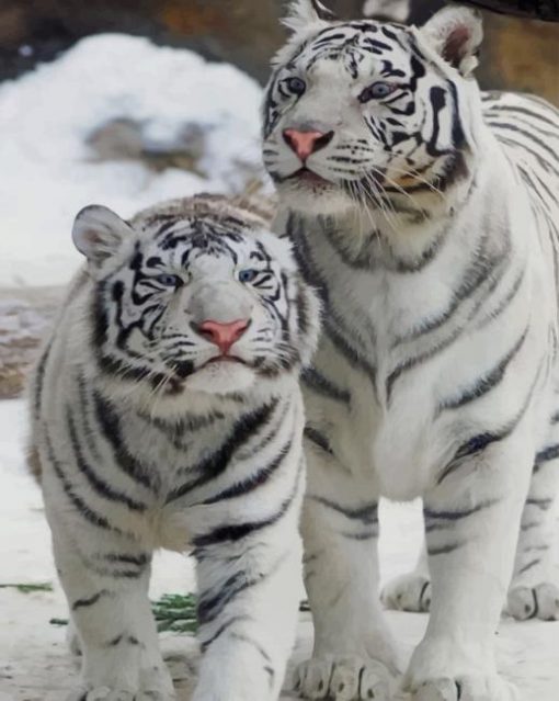 White Bengal Tigers paint by numbers