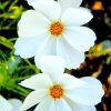 White Cosmos Flowers paint by numbers