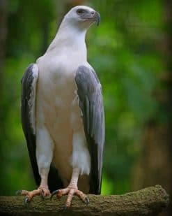 White Breasted Sea Eagle paint by numbers