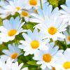 White Daisies Flowers paint by numbers