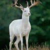 White Deer paint by numbers