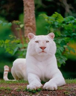 White Royal Tiger paint by numbers