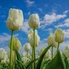 White Tulips paint by number