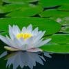 White Water Lily paint by number