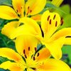 yellow Lily paint by numbers