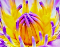 Yellow And Purple Flower paint by number