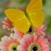 Yellow Butterfly On Pink Flowers paint by numbers