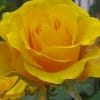 Yellow Rose paint by numbers