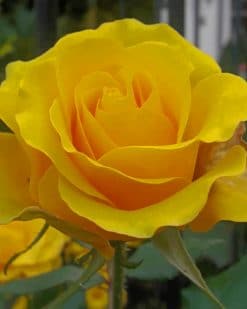 Yellow Rose paint by numbers