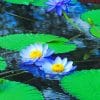 Blue Water Lilies paint by numbers