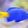 Blue And Yellow Fish paint by numbers