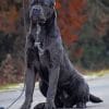 Cane Corso Paint by numbers