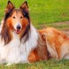 The Rough Collie paint by numbers