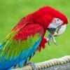 Colorful Parrot paint by numbers