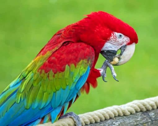 Colorful Parrot paint by numbers