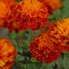 French marigold Paint by numbers