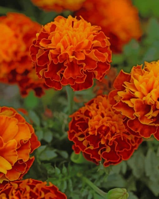 French marigold Paint by numbers