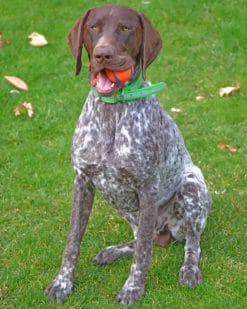 German Shorthaired Pointer Paint by numbers