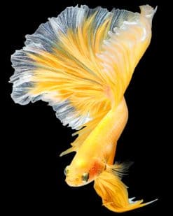 Golden Betta Fish paint by numbers