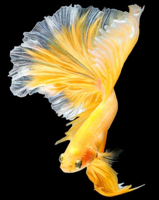 Golden Betta Fish paint by numbers