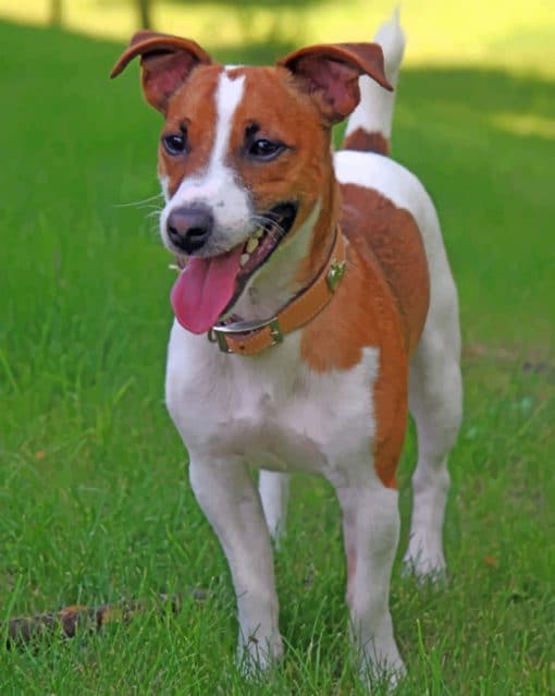 Jack Russell Terrier Paint by numbers