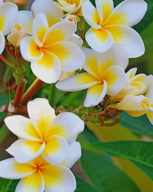 Frangipani Paint by numbers