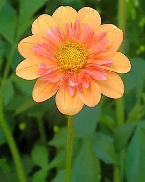 Orange Dahlias paint by numbers