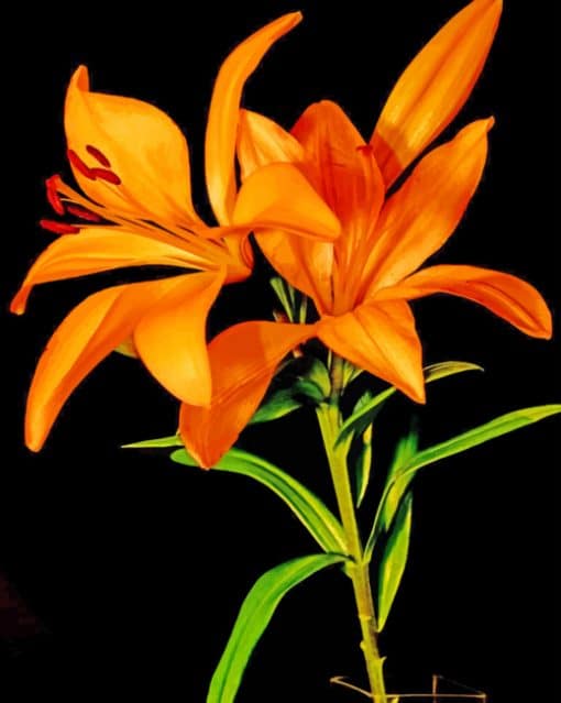 Orange Lily paint by numbers