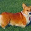 Pembroke Welsh Corgi Paint by numbers